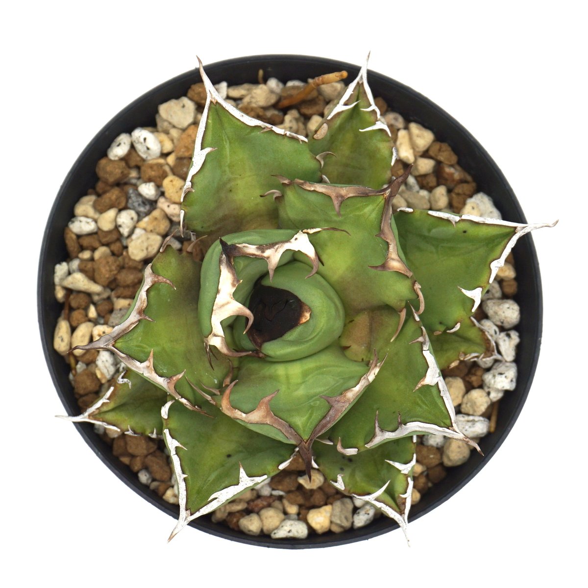 agave titanota dwarf/姫厳竜/アガベチタノタ(No.136) | LEO. agave titanota dwarf/姫厳竜/アガベチタノタ(No.136) | LEO.