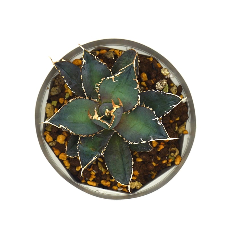 Agave oteroi noname /アガベオテロイノーネーム(A019) | LEO. Agave oteroi noname /アガベオテロイノーネーム(A019) | LEO.