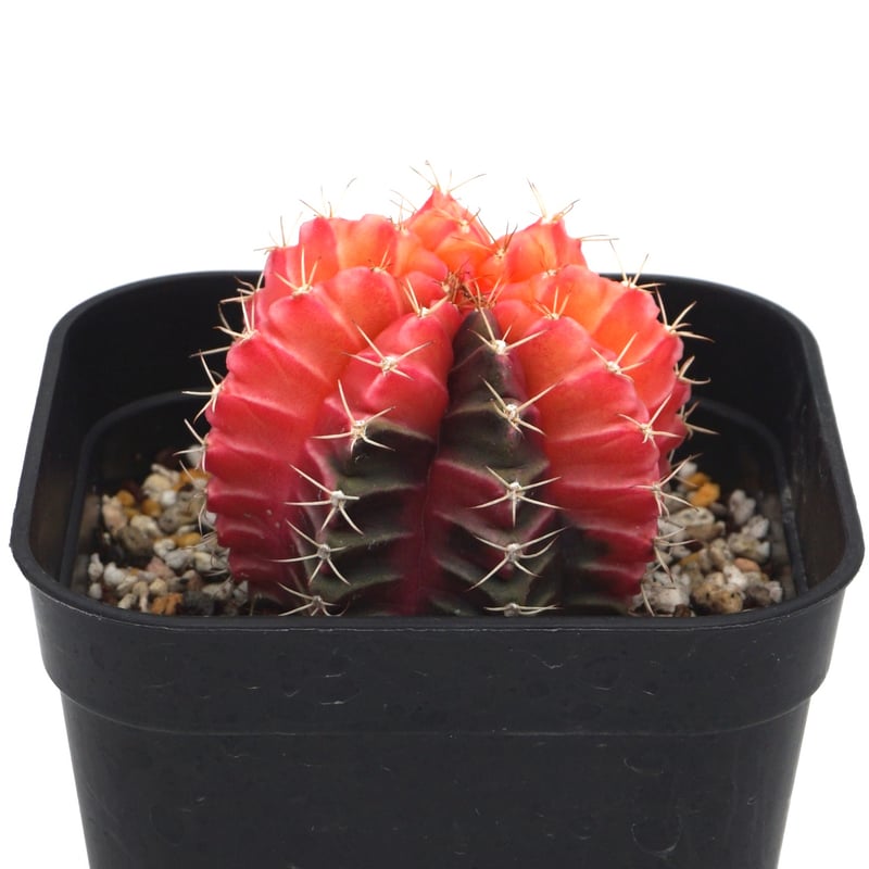BS003 ギムノカリキウム・ミハノビッチ 5リブ 斑入り Gymnocalycium mihanovichii/ギムノカリキウム・ミハノビッチ斑入(No