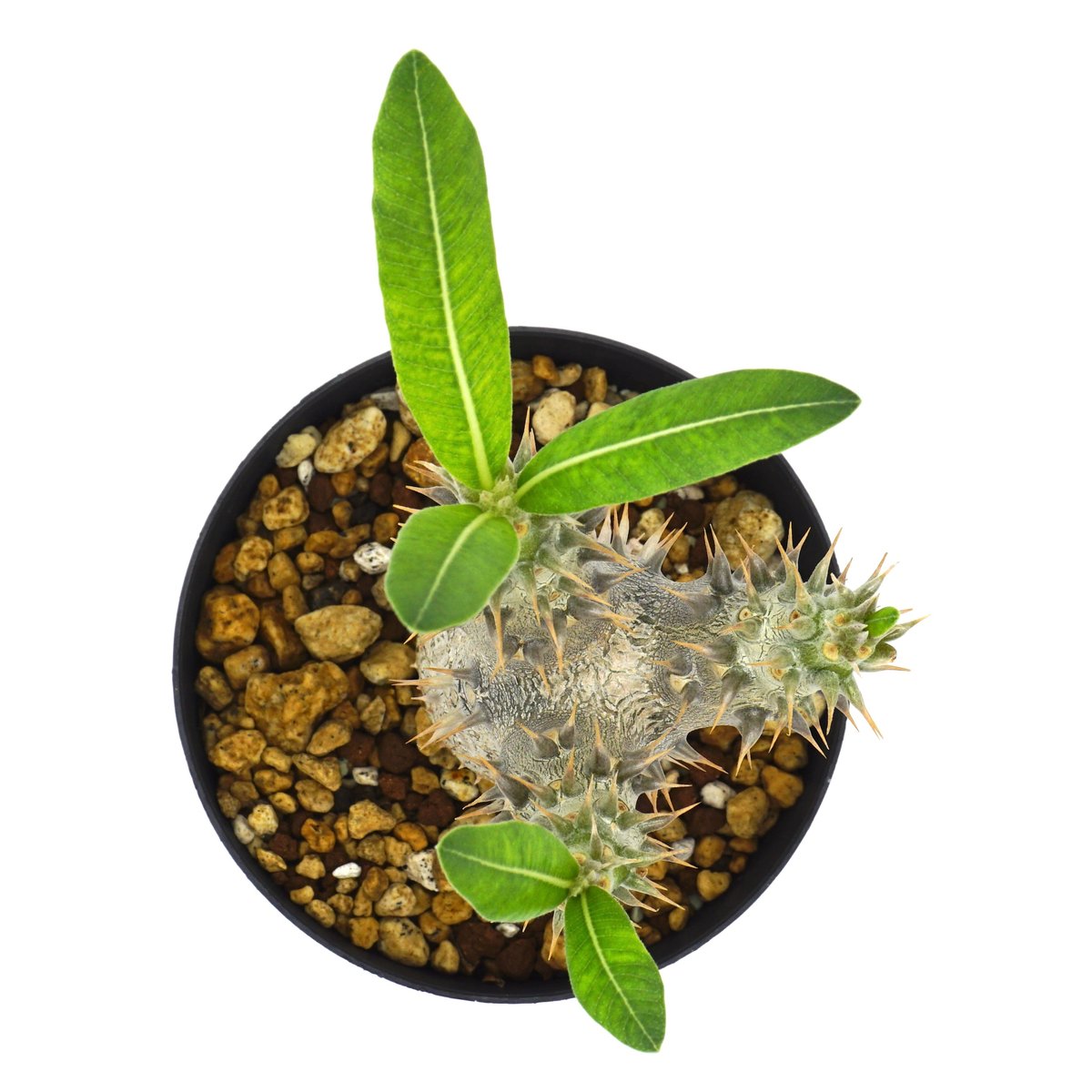 Pachypodium horombense/パキポディウム・ホロンベンセ（No.335） |