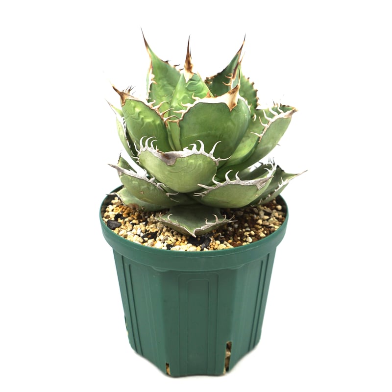 アガベ オテロイ ノーネーム ボール型 カキコ③ 【公式通販】