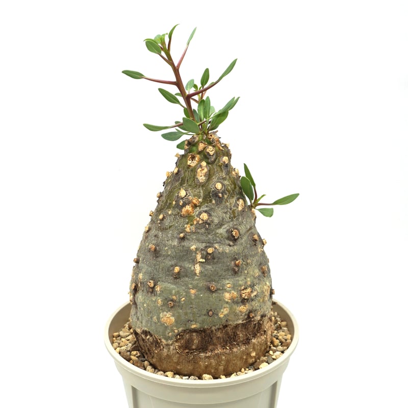 大株 フォークイエリア コルムナリス 観峰玉 Fouquieria columnaris/フォークイエリア コルムナリス 観峰玉（W053）