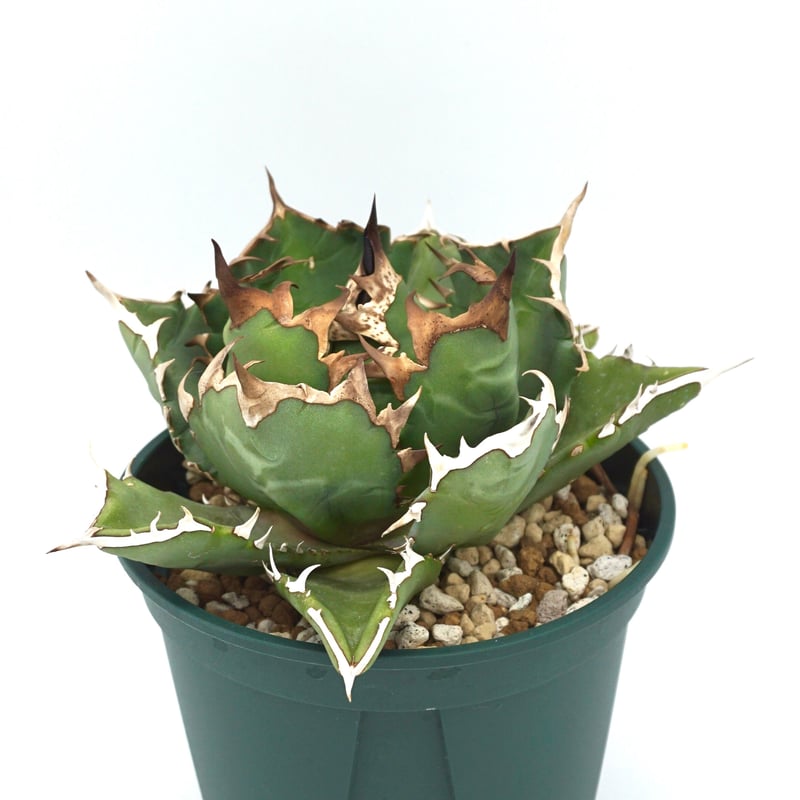 Agave titanota dwarf / アガベ チタノタ ミニマルドワーフ(No Agave titanota dwarf / アガベ チタノタ ミニマルドワーフ(No