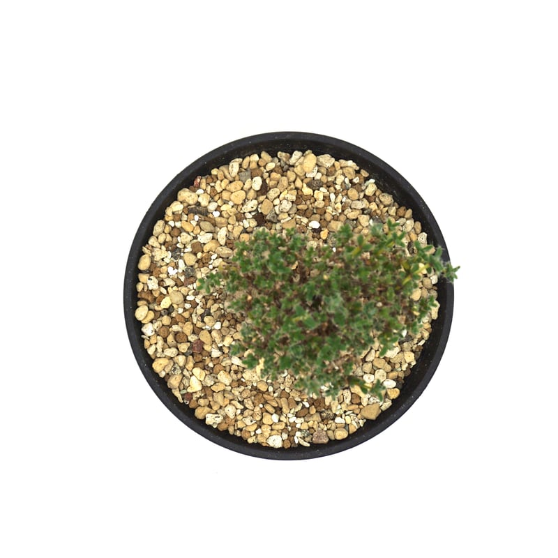 ボッコム　デグモ Trichodiadema bulbosum/トリコディアデマ ブルボスム姫紅小松（W078）