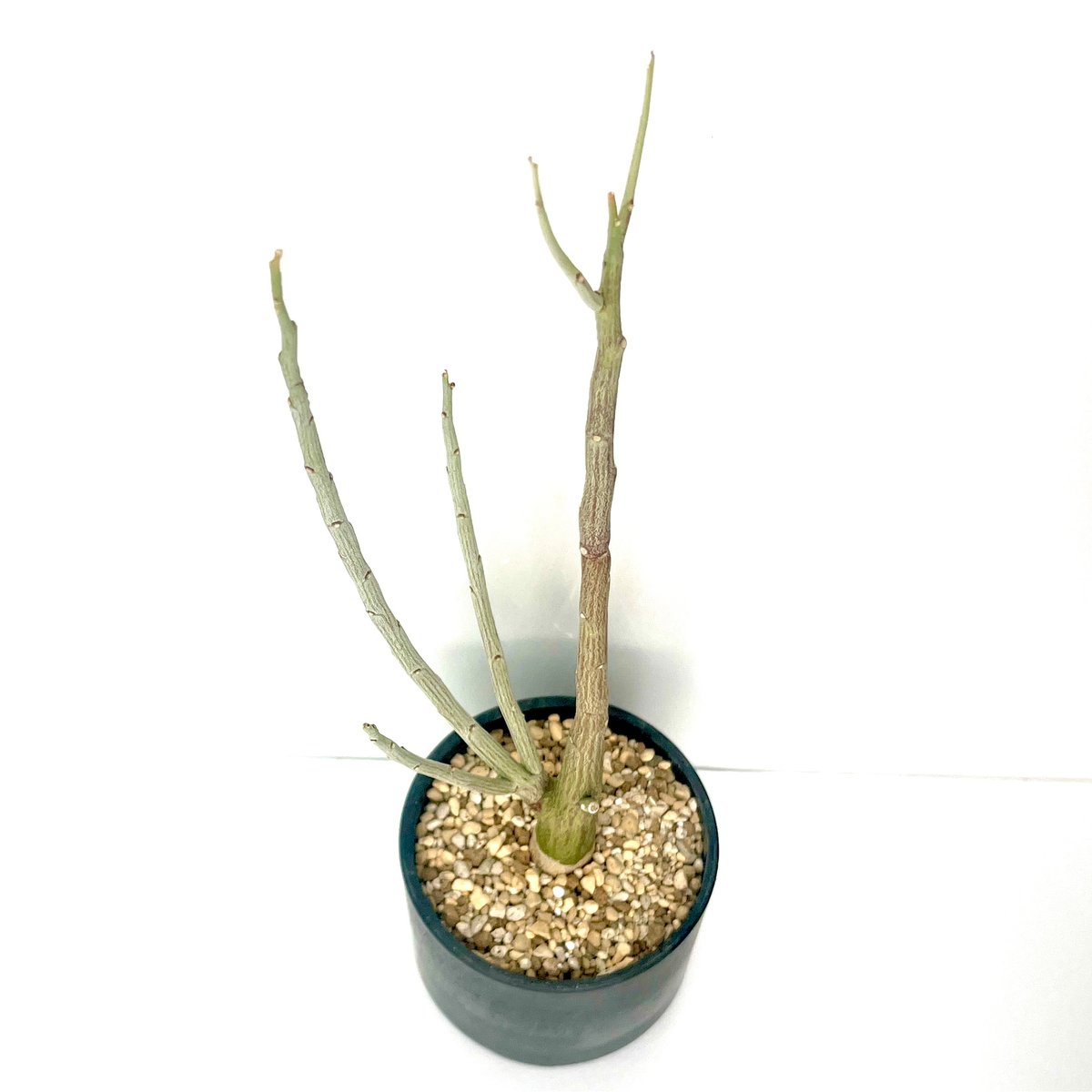 アデニア ペチュエリー 種子 3粒 adenia pechuelii seeds 【公式通販】