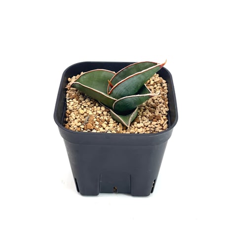 サンスベリアロリダ | STORES