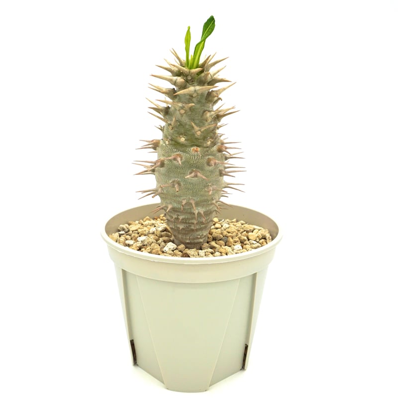 種子50粒Pachypodium ambongenseアンボンゲンセ 【公式通販】