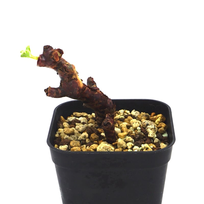 Pelargonium mirabile/ペラルゴニウム ミラビレ【挿し木】【微発根 
