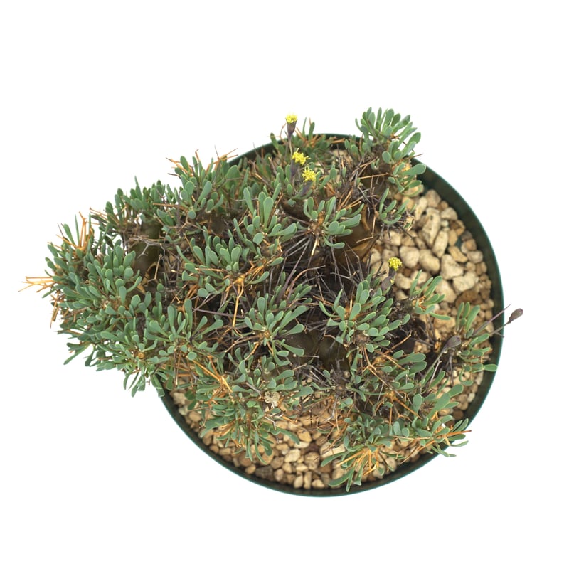 Othonna euphorbioides / オトンナ ユーフォルビオイデス（黒鬼城