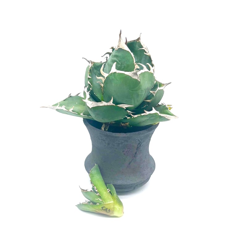 アガベ Agave Dennis 051 子株 OC株 Agave titanota south