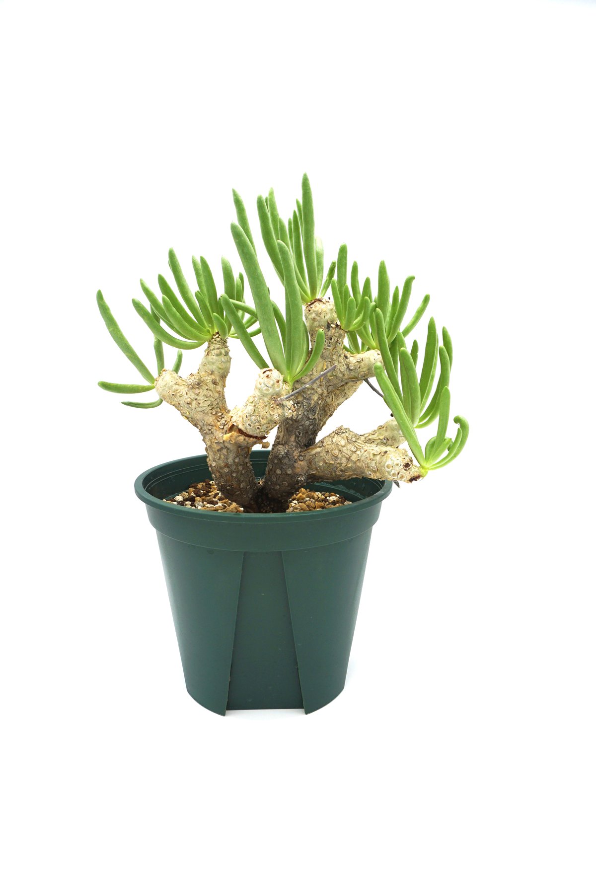 レア実生！　写真2-5枚目　チレコドン　ポドレイアエ　多肉植物　塊根植物　実生 レア実生！ 写真2-5枚目 チレコドン ポドレイアエ 多肉植物 塊根