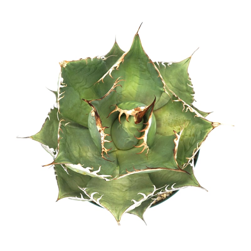 Agave oteroi noname /アガベオテロイノーネーム（A013） | LEO 