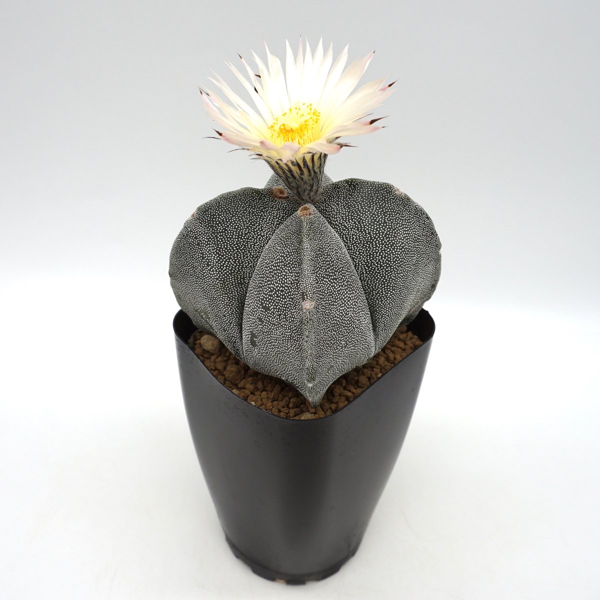 Astrophytum myriostigma/アストロフィツム ランポー玉(C035 Astrophytum myriostigma/アストロフィツム ランポー玉(C035