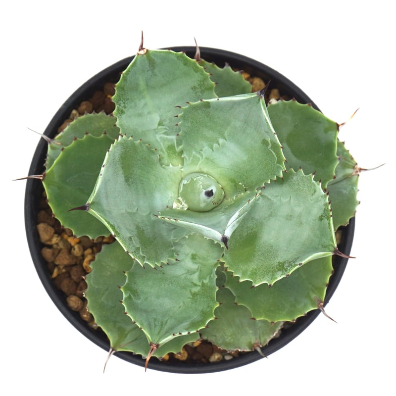 【人気商品！】 Agave potatorum/アガベ LEO. | 雷神（No.37） アガベ