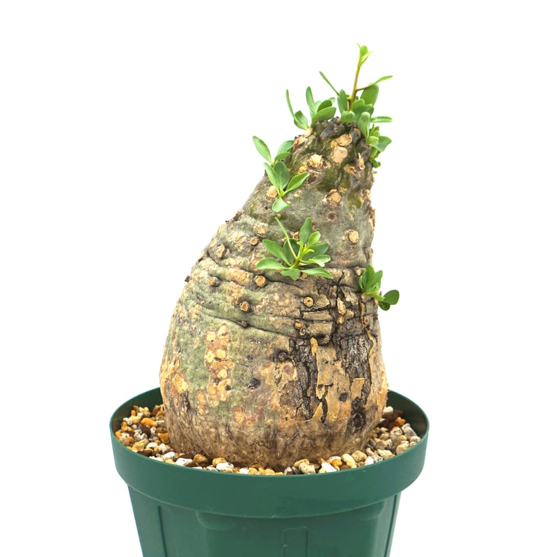 Fouquieria columnaris/フォークイエリア コルムナリス 観峰玉 Fouquieria columnaris/フォークイエリア コルムナリス 観峰玉
