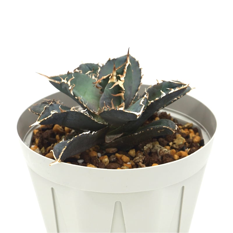 Agave oteroi noname /アガベオテロイノーネーム(A019) | LEO. Agave oteroi noname /アガベオテロイノーネーム(A019) | LEO.