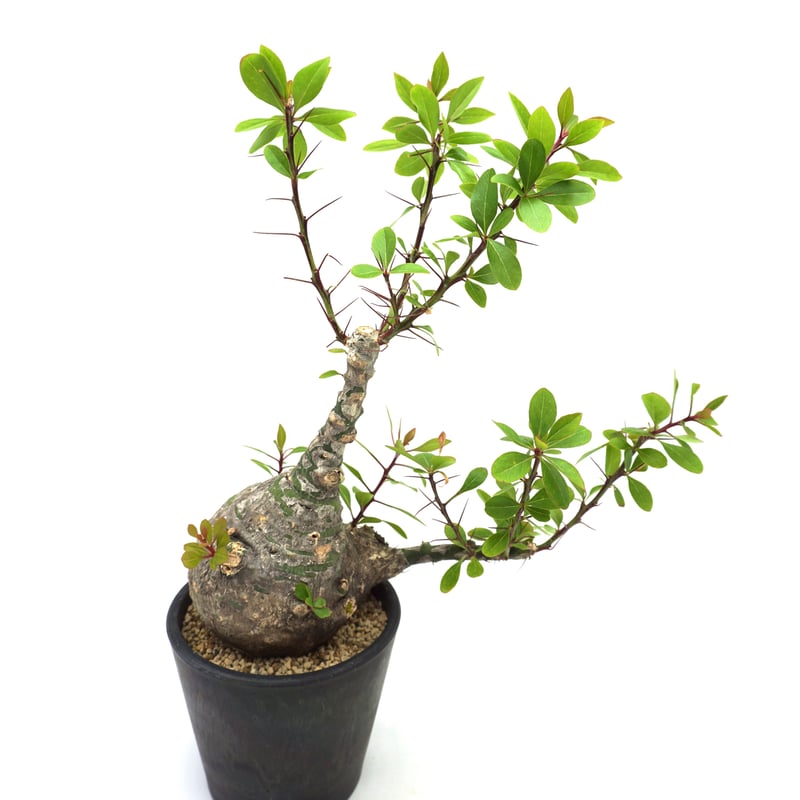Fouquieria fasciculata /フォークイエリア ファシクラータ Fouquieria fasciculata /フォークイエリア ファシクラータ
