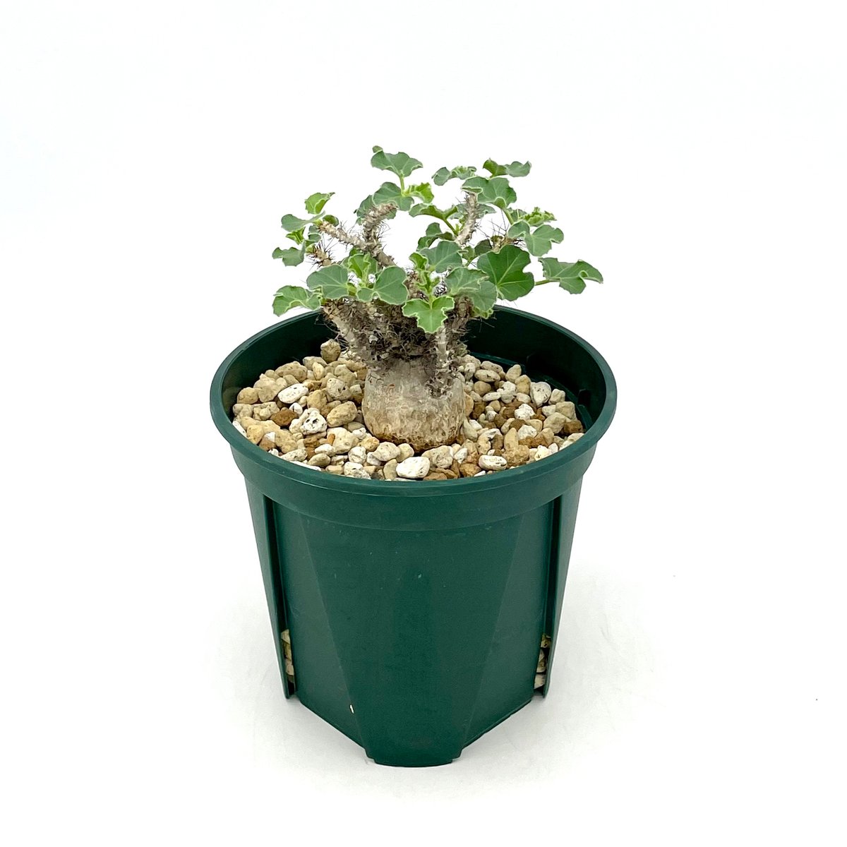 Ramat Planter #237 × ヤトロファ マルギナータ plants240802h10-247x296.jpg