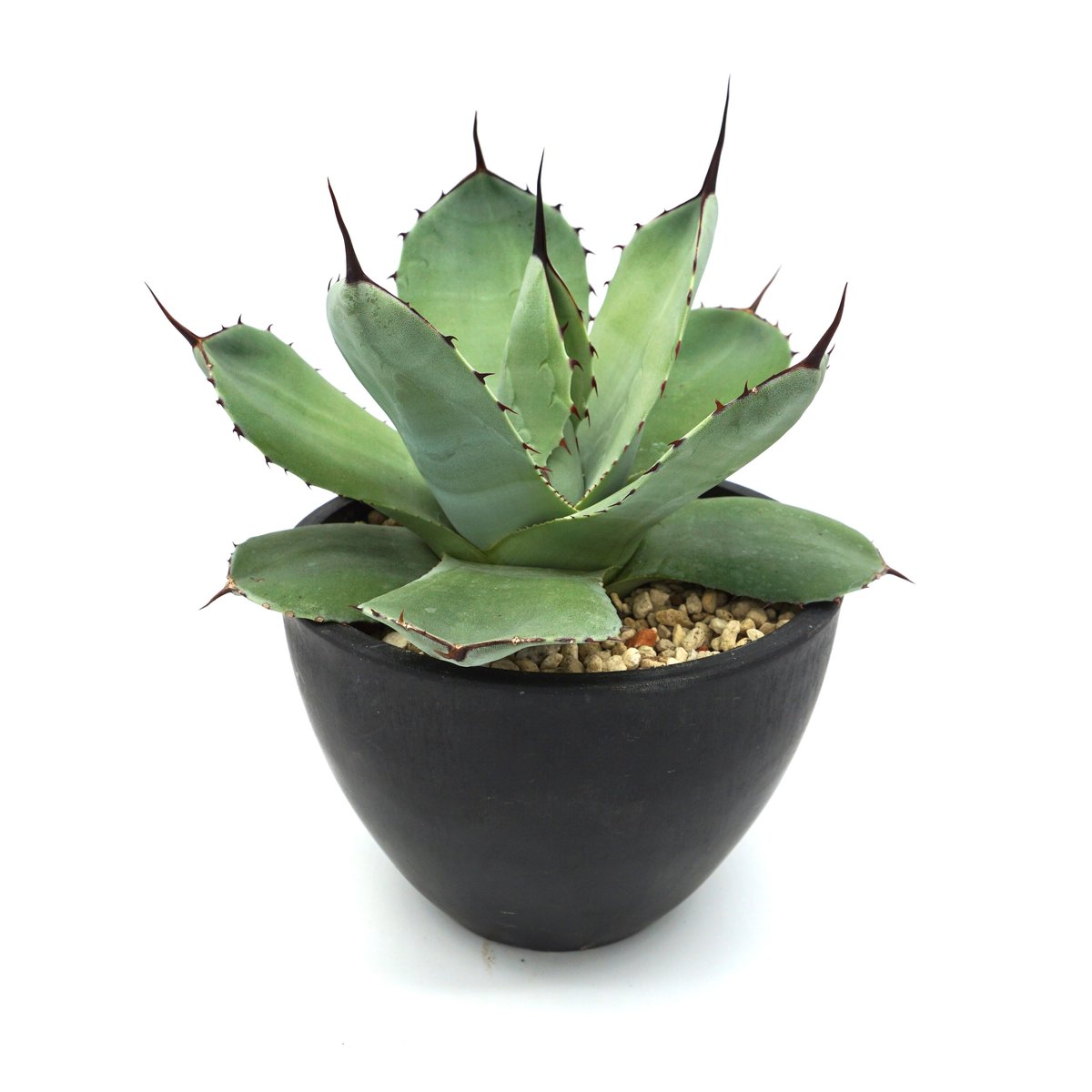 アガベ パリー トランカータ 縞斑 【公式通販】