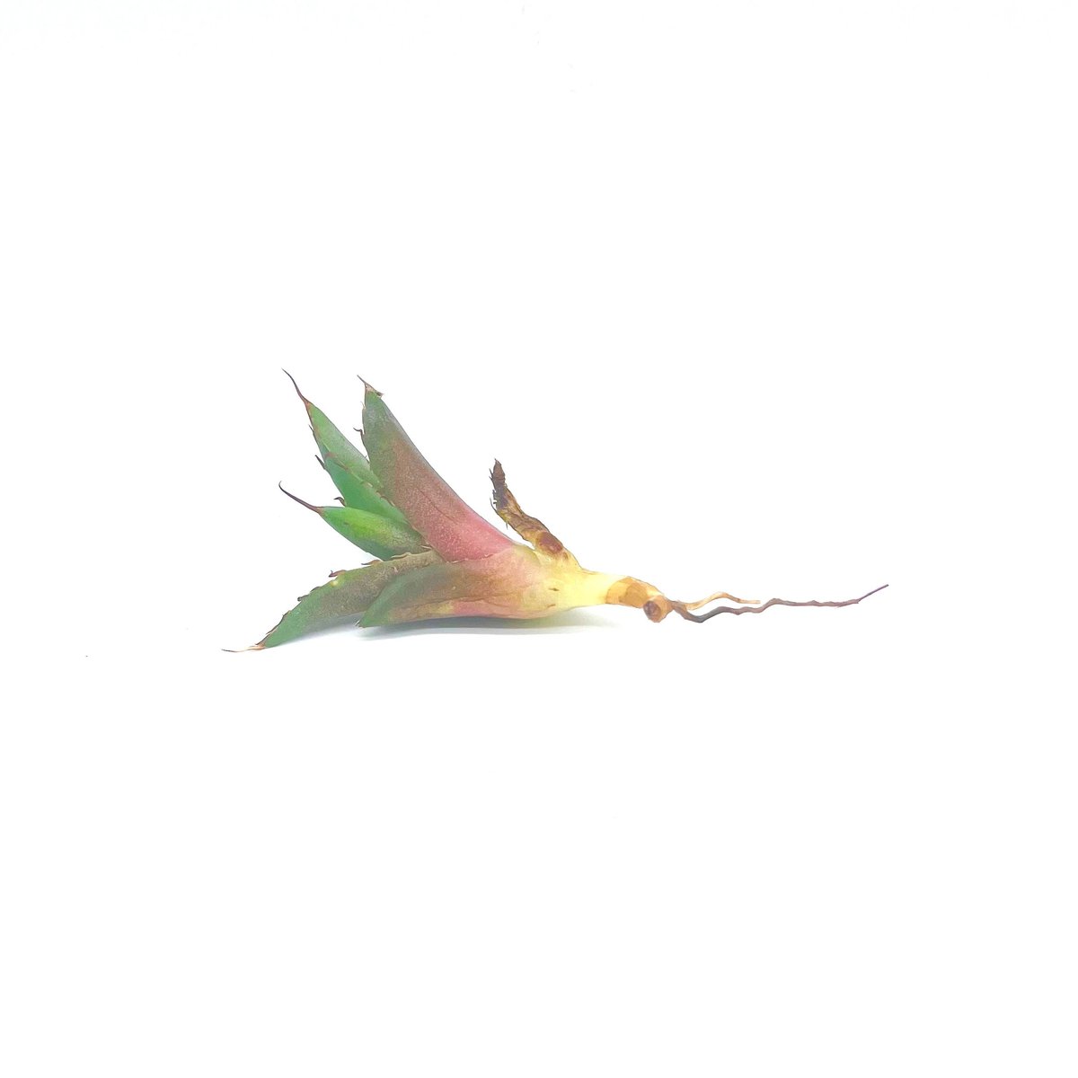 Agave titanota Hades 子株/アガベ チタノタ ハデス 子株(No Agave titanota Hades 子株/アガベ チタノタ ハデス 子株(No