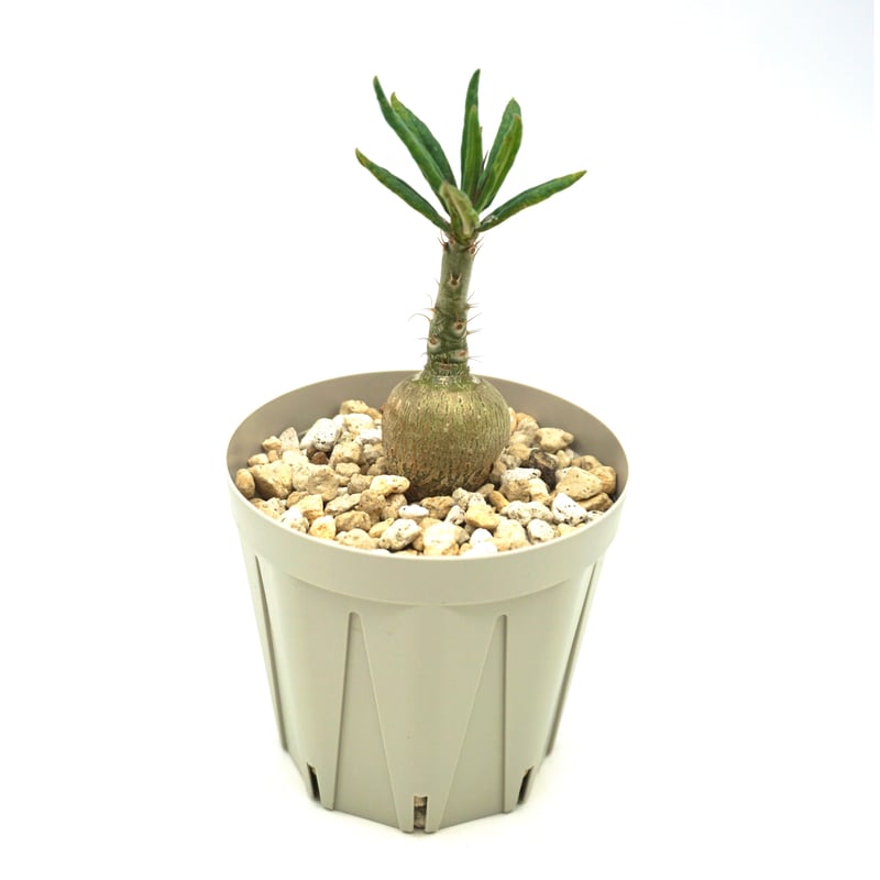 8月10日まで限定パキポデュウムサキュレンタム