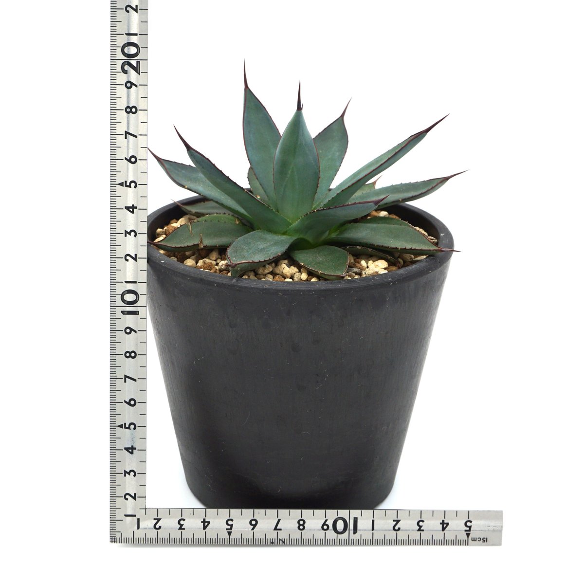 アガベ ブルーエンバー大株 アガベ ブルーエンバー 大株 抜き苗 卸売り