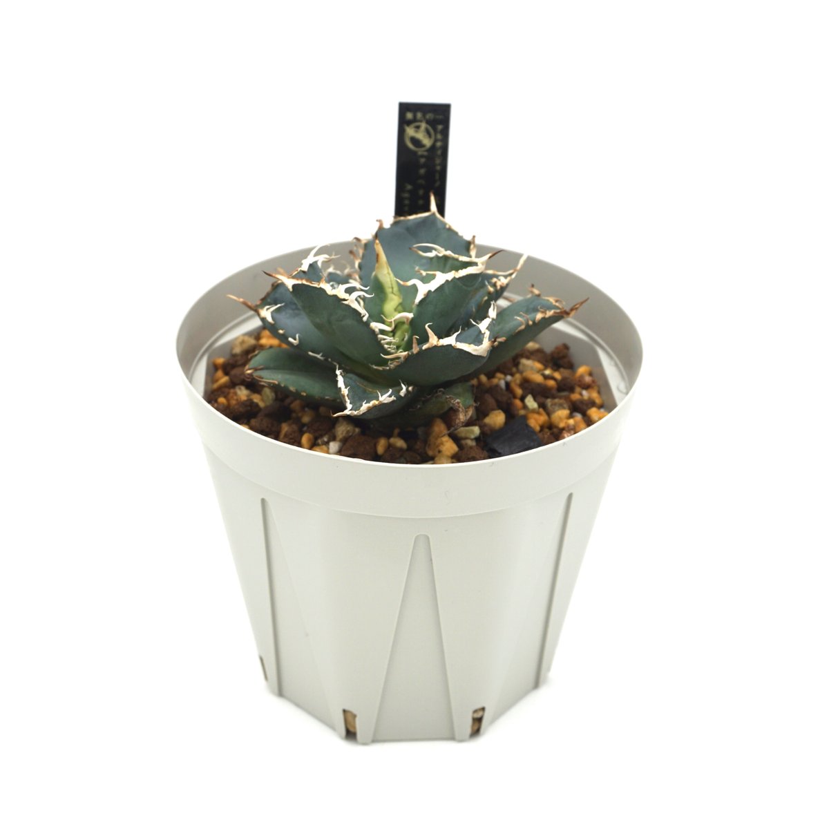 アガベ オテロイNONAME