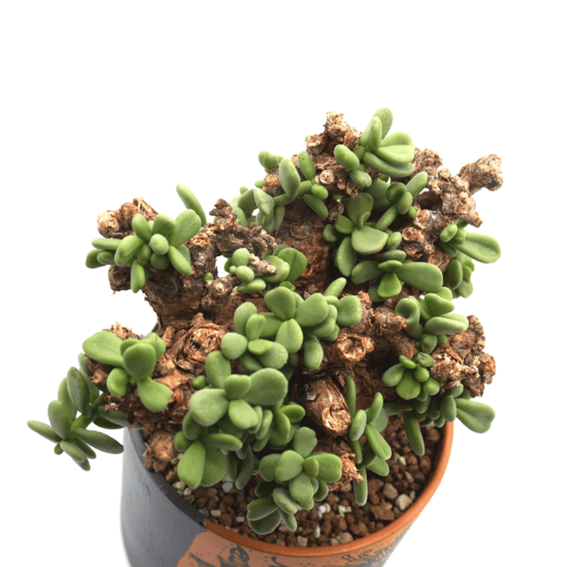 5/31採取）ケラリア・ピグマエア 種子50粒＋α ありがたく 