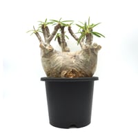 ユーフォルビア ガトベルゲンシス (S607) | LEO.