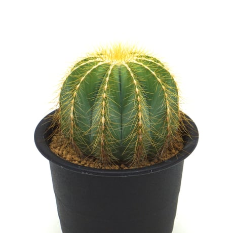 Eriocactus magnificus/英冠丸（C027）