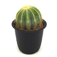 Eriocactus magnificus/英冠丸（C029）