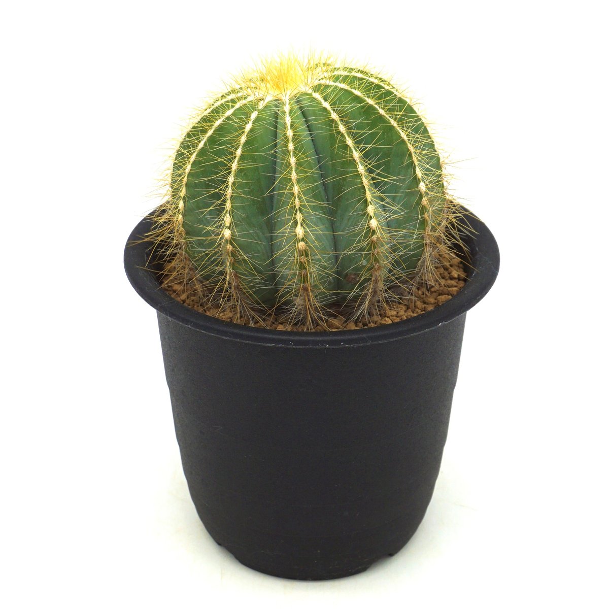 Eriocactus magnificus/英冠丸（C029） | LEO.