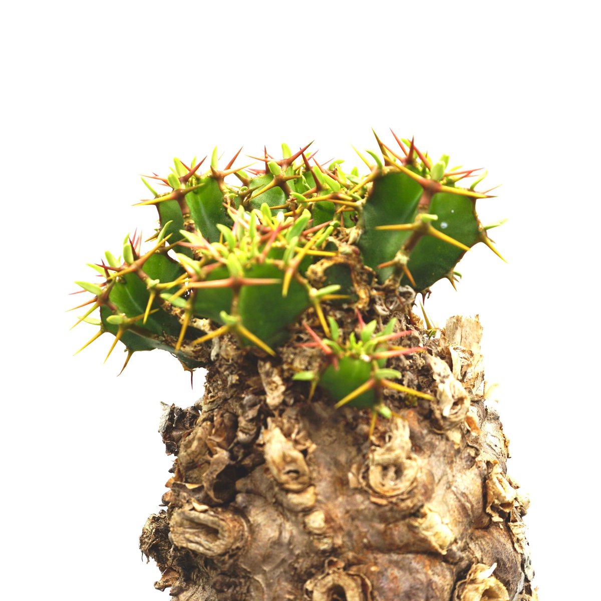 Euphorbia mlanjeana / ユーフォルビア ムランジーナ(No.283) | 