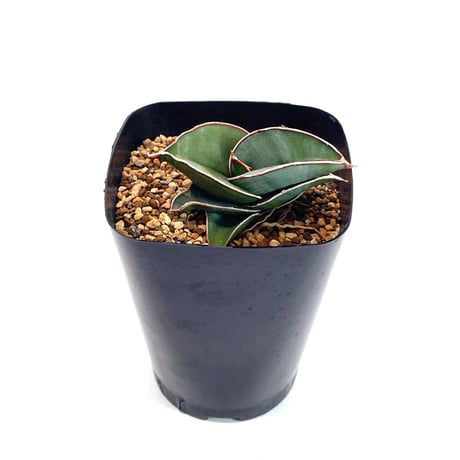 サンスベリアロリダ | STORES