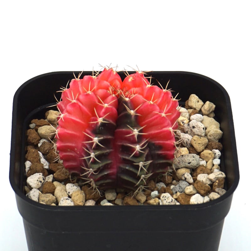 Gymnocalycium mihanovichii/ギムノカリキウム・ミハノビッチ斑入(No