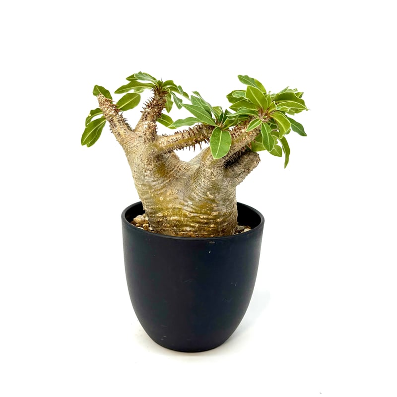 パキポディウム マカイエンセ (NO70) | LEO.