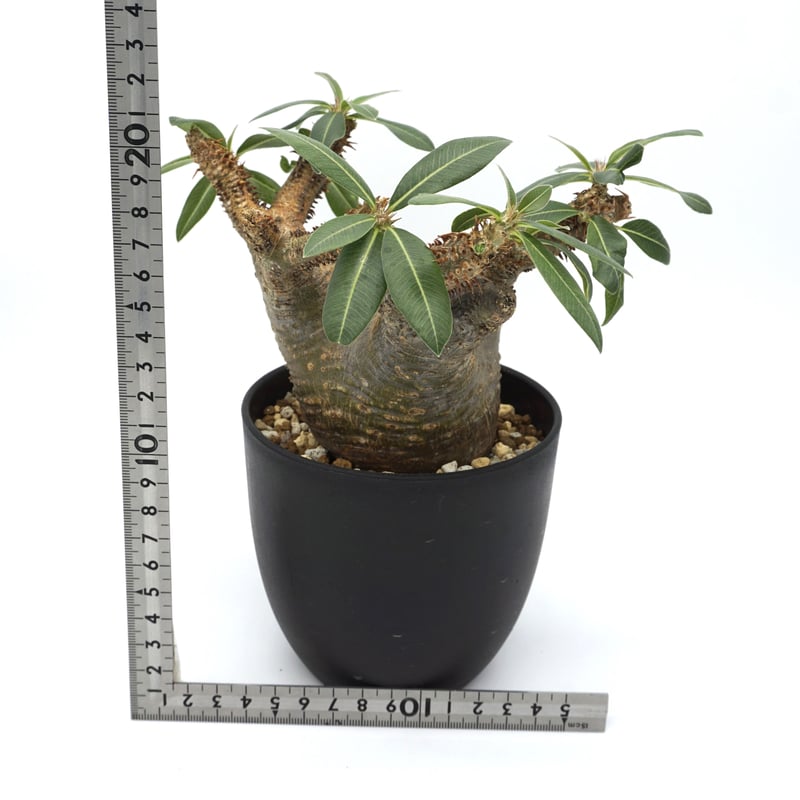 Pachypodium makayense/パキポディウム マカイエンセ（No.70