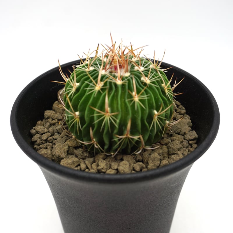 Echinofossulocactus erectocentrus/エキノフォスロカクタス エ