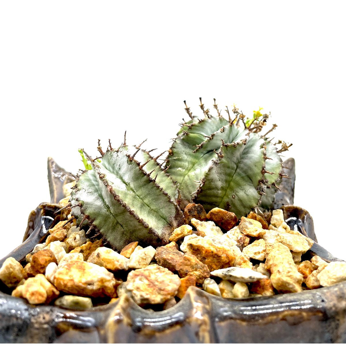 ユーフォルビア ホリダ (S562・P862) | LEO.