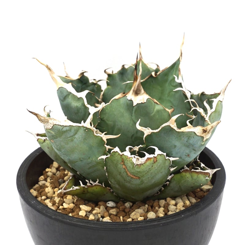 白鯨whitewhaleアガベ チタノタagave titanota