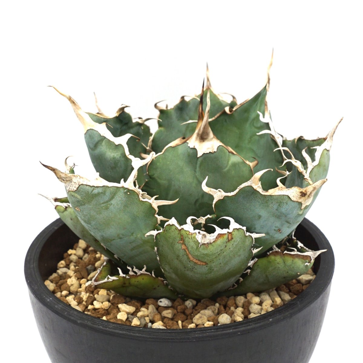 Agave titanota White whale/白鯨/アガベチタノタ(No.53) | Agave titanota White whale/白鯨/アガベチタノタ(No.53) |