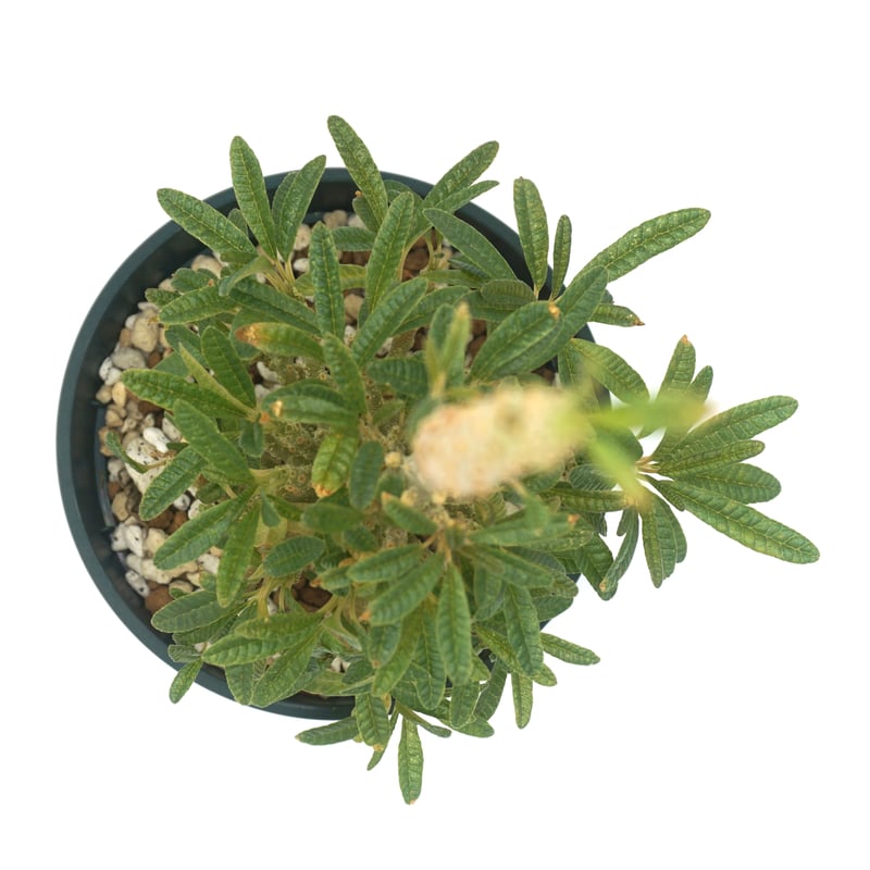 Dorstenia gigas f. bullata/ドルステニア ギガス ブラータ【発 Dorstenia gigas f. bullata/ドルステニア ギガス ブラータ【発