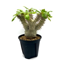 ユーフォルビア ガトベルゲンシス (S607) | LEO.