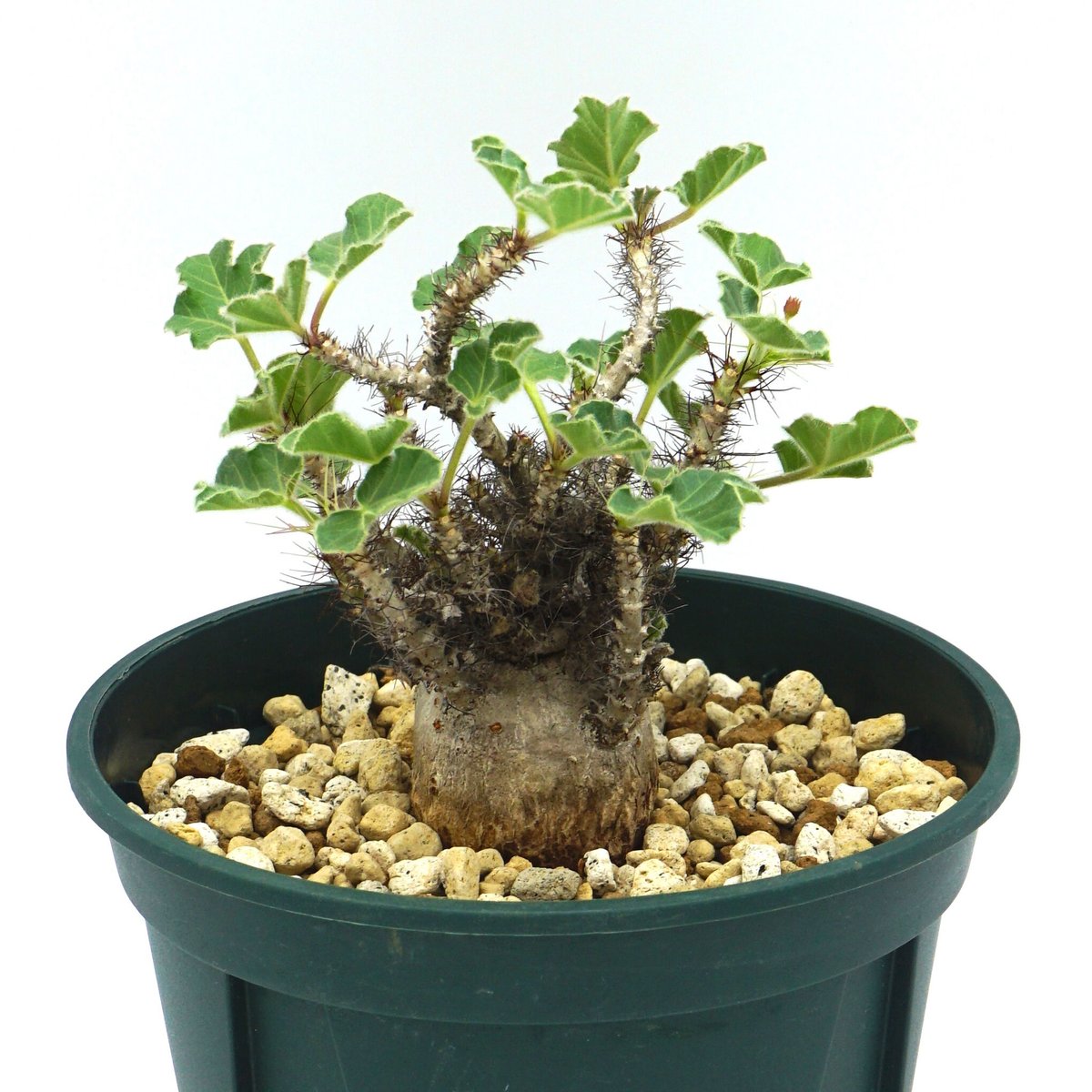 ヤトロファマルギナータ