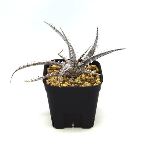 dyckia | STORES
