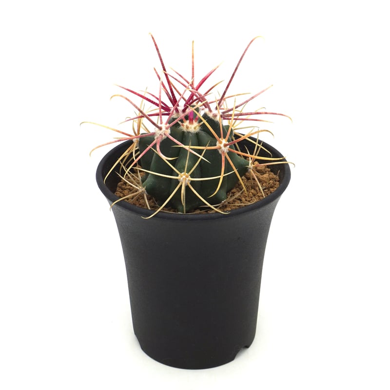 サボテン フェロカクタス 鯱頭④