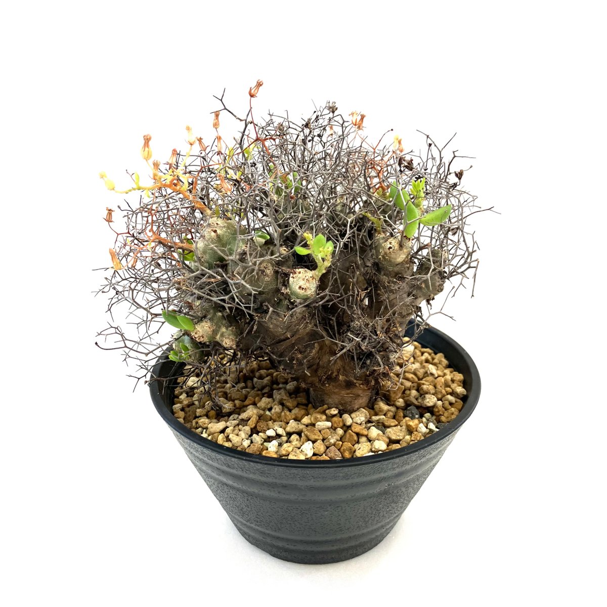 期間限定割引】チレコドン・レティキュラーツス万物想（現地株、アフロ