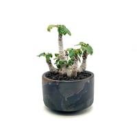 Euphorbia gatbergensis ユーフォルビア ガトベルゲンシス isla del pescado - Euphorbia gatbergensis-鷲卵丸