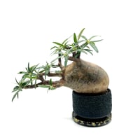 ユーフォルビア ガトベルゲンシス (S607) | LEO.