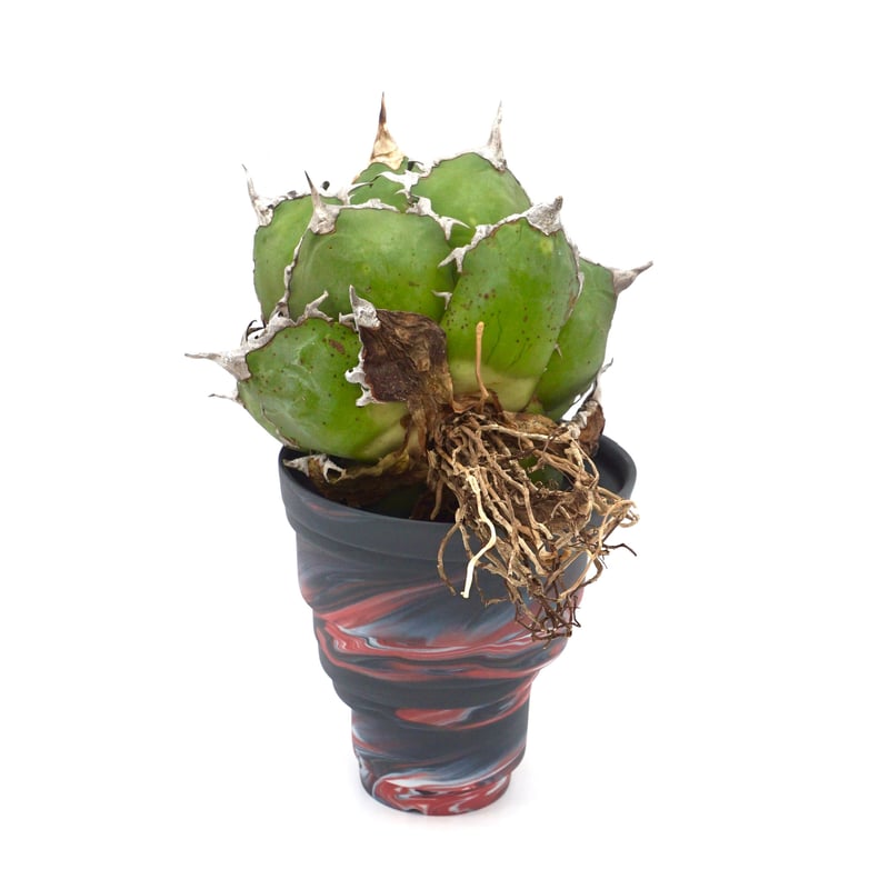 Agave titanota Caesar/凱撒/シーザー(No.350) | LEO. Agave titanota Caesar/凱撒/シーザー(No.350) | LEO.